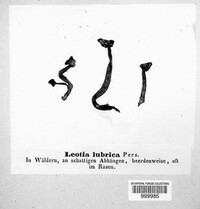 Leotia lubrica image